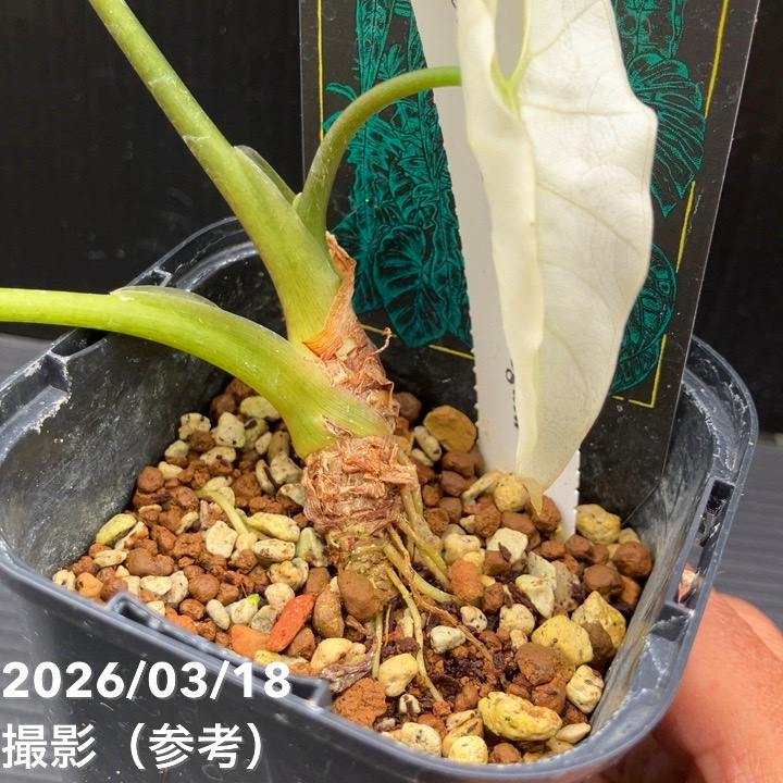 現品お届け】アロカシア グリーンユニコーン Alocasia cv Green Unicon