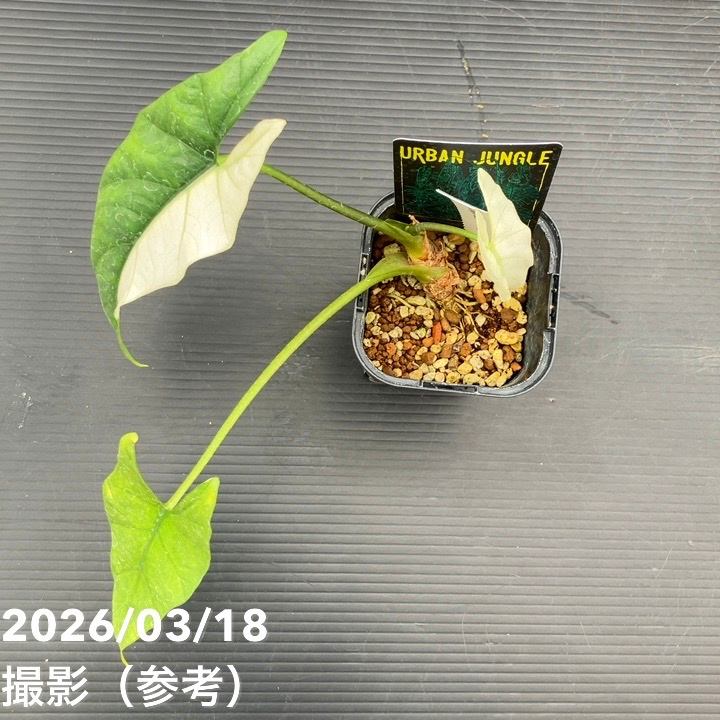 現品お届け】アロカシア グリーンユニコーン Alocasia cv Green Unicon