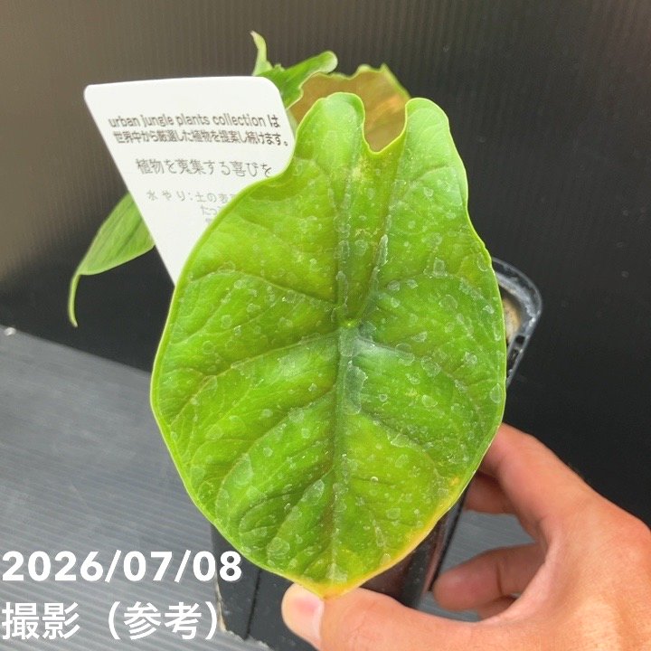 決算P5倍！8/2まで】【お買い得！】【現品お届け】アロカシア グリーン