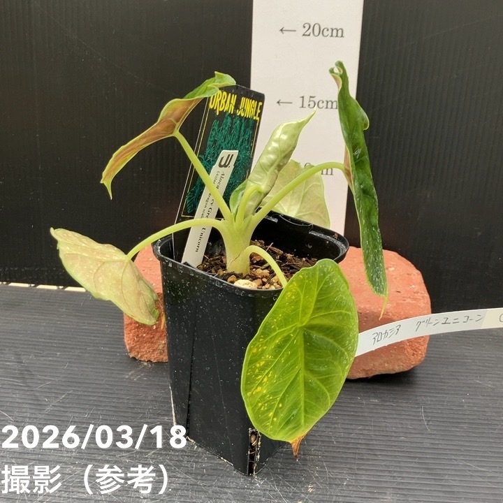 現品お届け】アロカシア グリーンユニコーン Alocasia cv Green Unicon