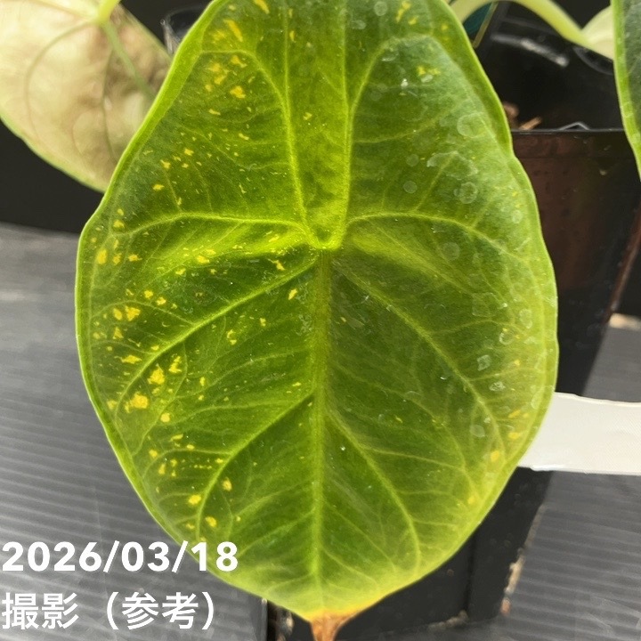現品お届け】アロカシア グリーンユニコーン Alocasia cv Green Unicon
