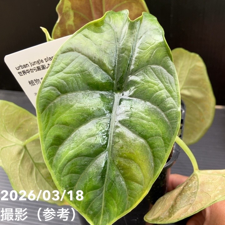 現品お届け】アロカシア グリーンユニコーン Alocasia cv Green Unicon