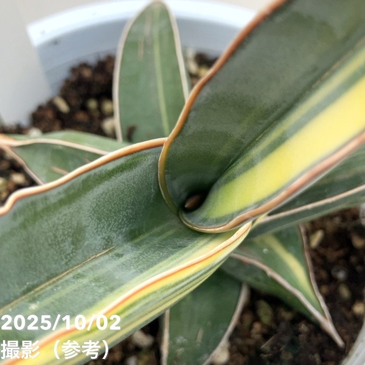 現品お届け】サンスベリア 4号 バナナ バリエガータ 斑入り （S191