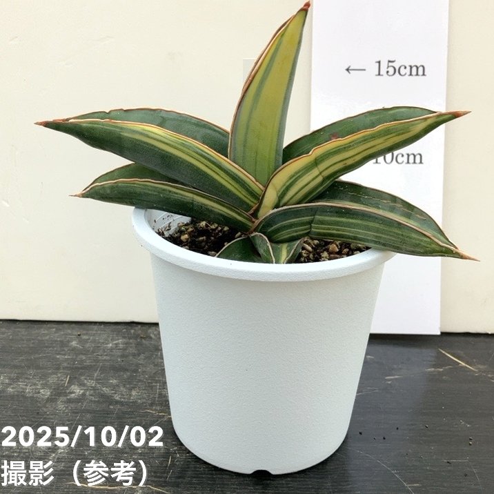 現品お届け】サンスベリア 4号 バナナ バリエガータ 斑入り （S191