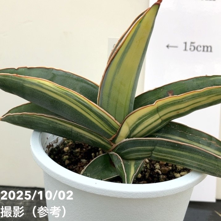 現品お届け】サンスベリア 4号 バナナ バリエガータ 斑入り （S191