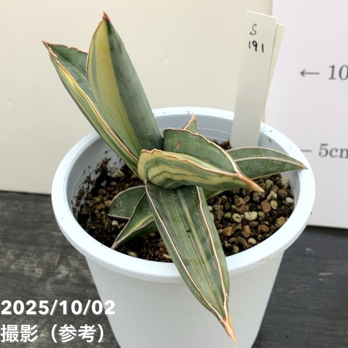 現品お届け】サンスベリア 4号 バナナ バリエガータ 斑入り （S191