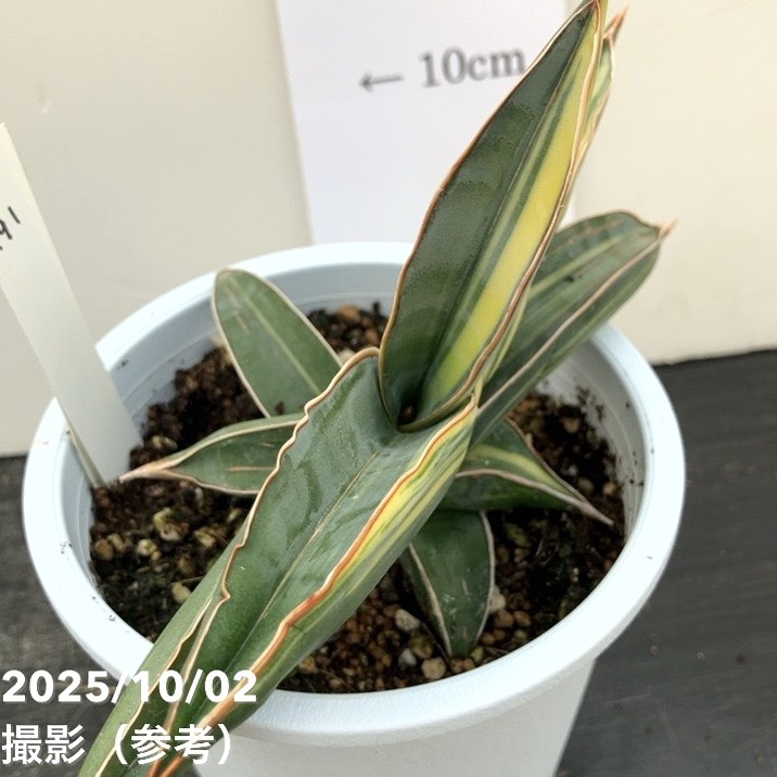 サンスベリア　ブラックパール バリエガータ 観葉植物/サンセベリア：ロリダ バリエガータ 3号23-02 : 園芸