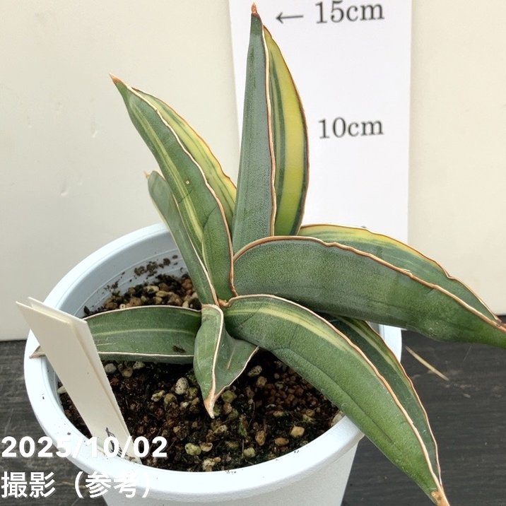 現品お届け】サンスベリア 4号 バナナ バリエガータ 斑入り （S191