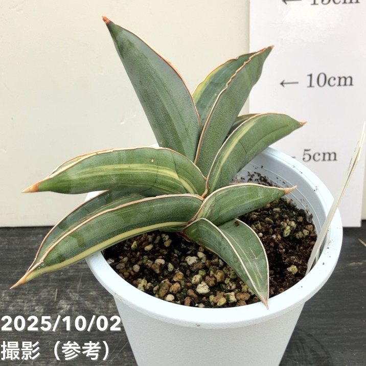 期間限定10％OFF！】【現品お届け】サンスベリア 4号 バナナ