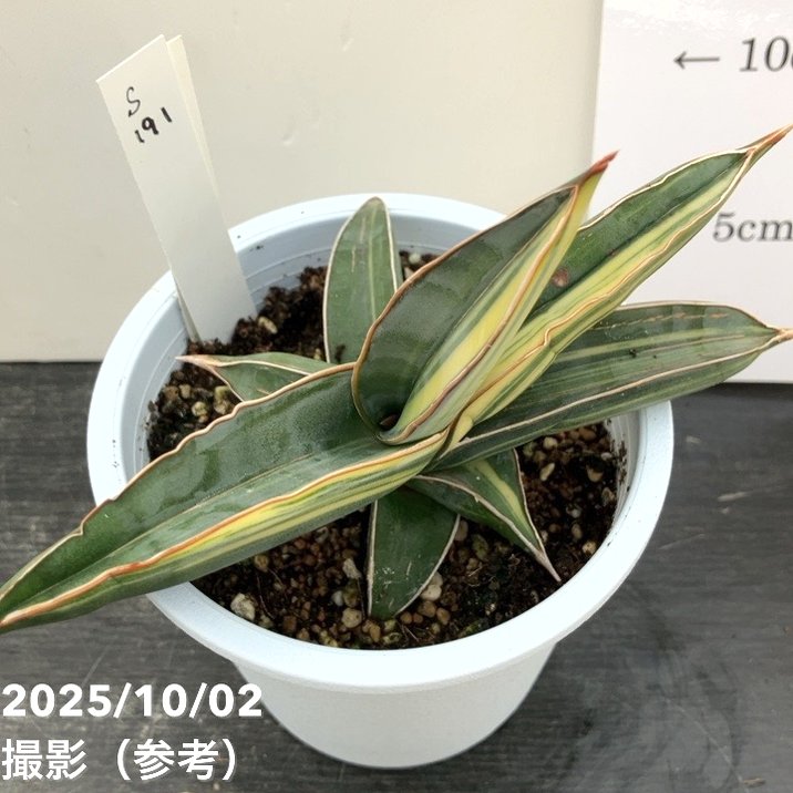 (希少) サンスベリア　タワーバリエガータ　斑入り Sansevieria 'Tower Variegated' サンスベリア・タワー 斑入り | Pay ID