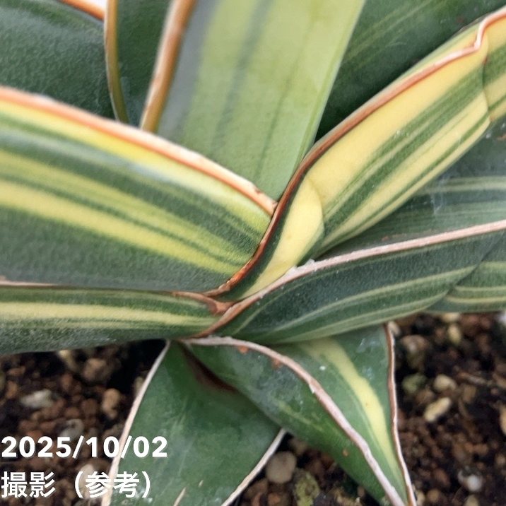 現品お届け】サンスベリア 4号 バナナ バリエガータ 斑入り （S191