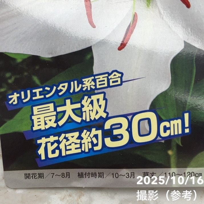 信州産カサブランカ球根 000000091009-01-l.jpg?t=