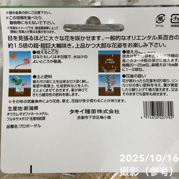 信州産カサブランカ球根 000000091009-01-l.jpg?t=