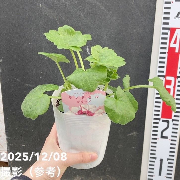 ラナンキュラス　ランドセルシリーズ　サラセレネ　ロクサス 予約販売 ラナンキュラス ランドセル 苗 サラセレネ ロクサス 10.5cm