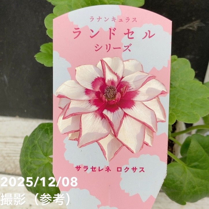 ラナンキュラス ランドセルシリーズ 3.5号 サラセレネ ロクサス｜草花