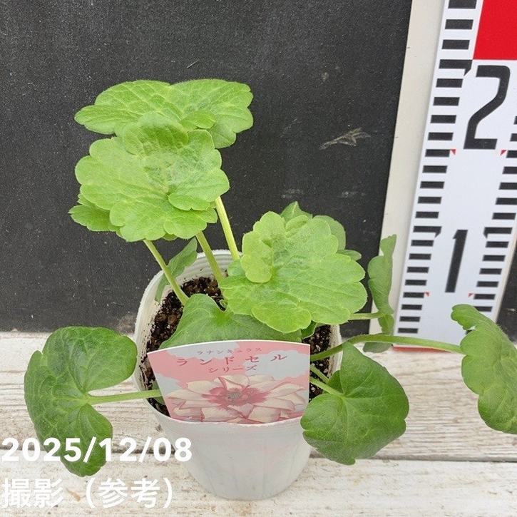 ラナンキュラス ランドセルシリーズ 3.5号 サラセレネ ロクサス｜草花