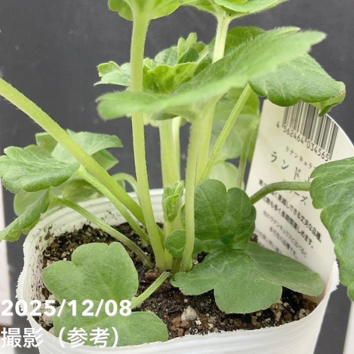 ラナンキュラス　ランドセルシリーズ　サラセレネ　ロクサス Ranunculus Rax ラナンキュラスラックス ラナンキュラスランドセル