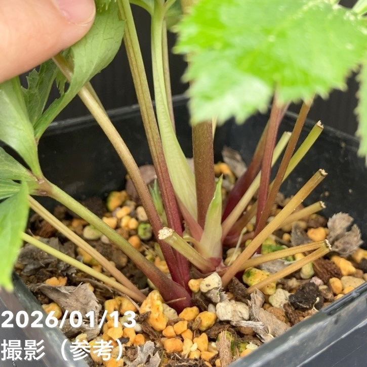 一点物】堀切園 クリスマスローズ ウィンターシンフォニー 静（シズカ