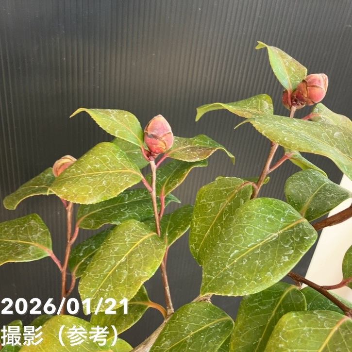 現品お届け】椿 ツバキ 6号 隠れ磯 MN13［こだわりの前田ナーセリー苗