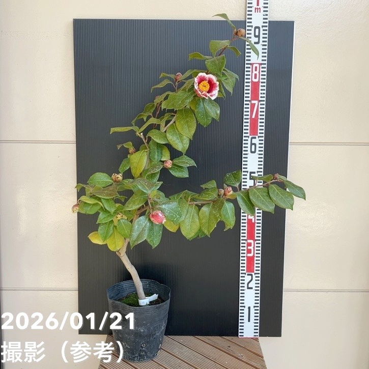 現品お届け】椿 ツバキ 6号 隠れ磯 MN13［こだわりの前田ナーセリー苗