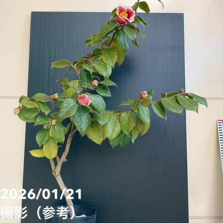 夏椿✨様 リクエスト 2点 まとめ商品 T様 リクエスト 2点 まとめ商品 - メルカリ