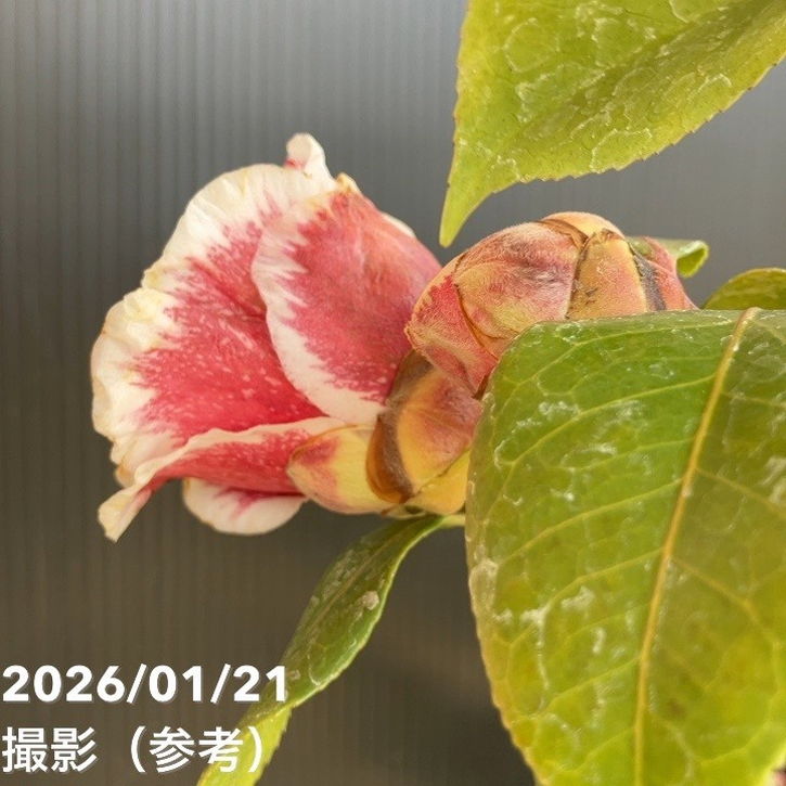 ツバキ 紅葉をお目当てにご来園くださるお客様が多いこのごろですが、ツバキ科