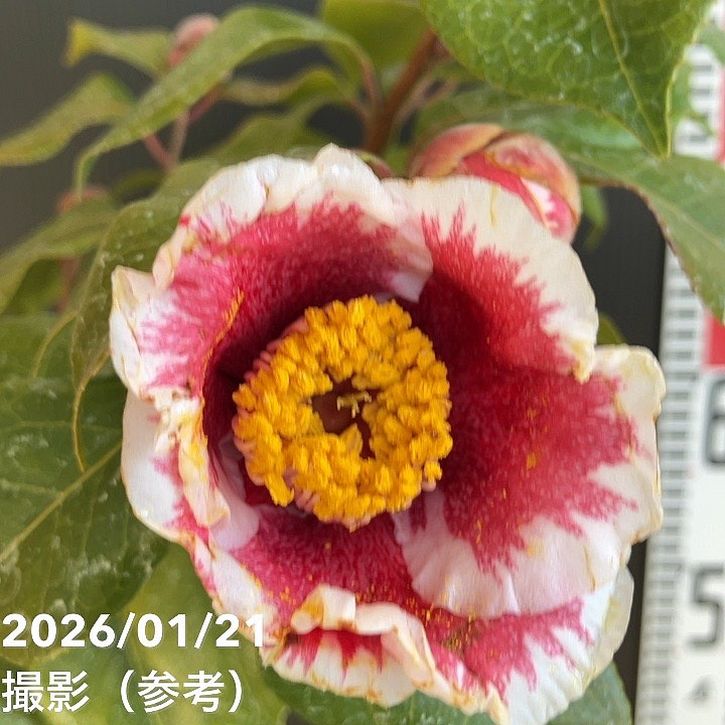 夏椿✨様 リクエスト 2点 まとめ商品 なつき90様 リクエスト 2点 まとめ商品 - メルカリ