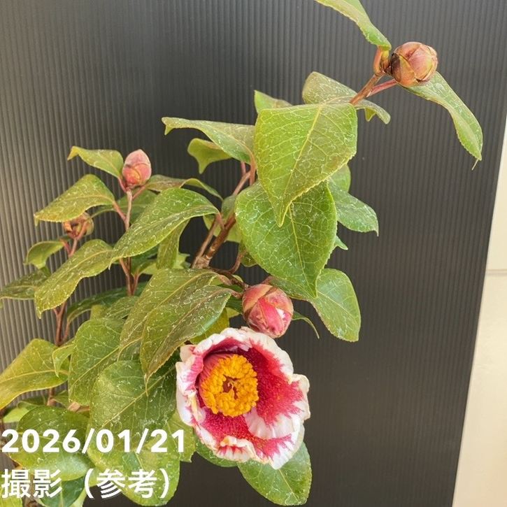 現品お届け】椿 ツバキ 6号 隠れ磯 KM13［こだわりの前田ナーセリー苗