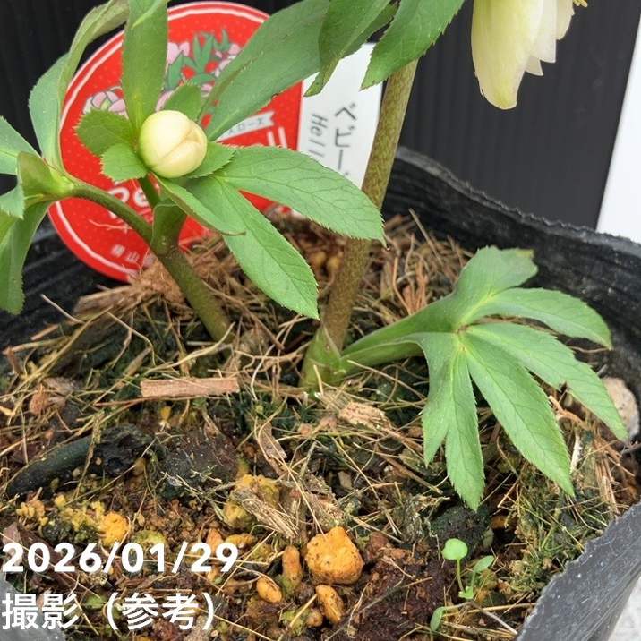 一点物】横山園芸 クリスマスローズ ベビードール（プチドール） 4.5号