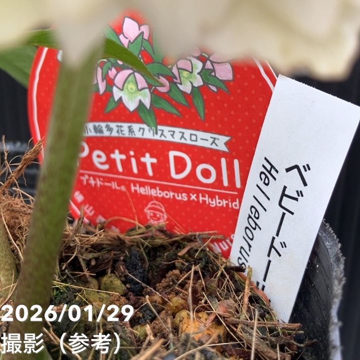 一点物】横山園芸 クリスマスローズ ベビードール（プチドール） 4.5号