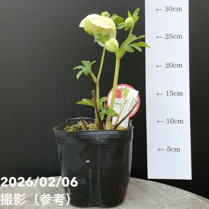 一点物】横山園芸 クリスマスローズ プリマドレス セミダブルシリーズ