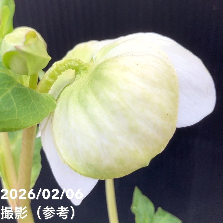 一点物】横山園芸 クリスマスローズ プリマドレス セミダブルシリーズ