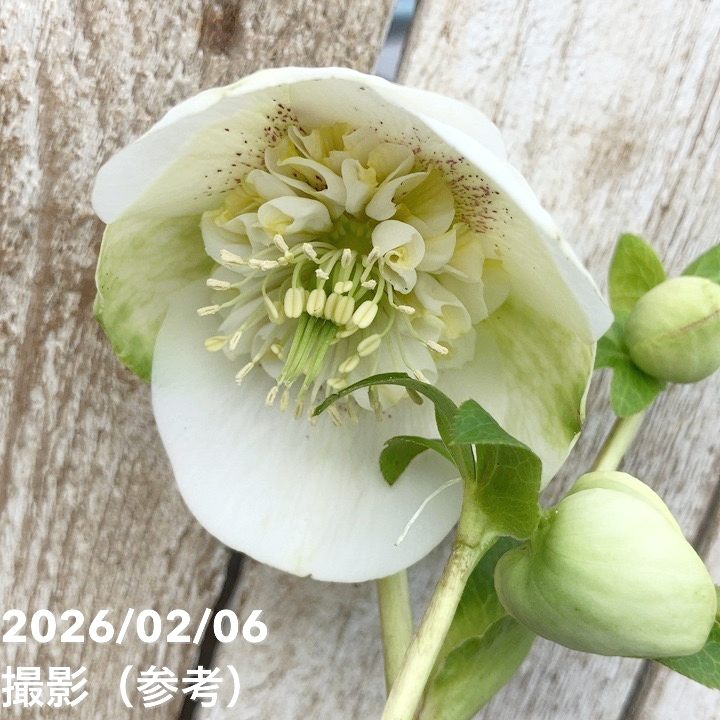 一点物】横山園芸 クリスマスローズ プリマドレス セミダブルシリーズ