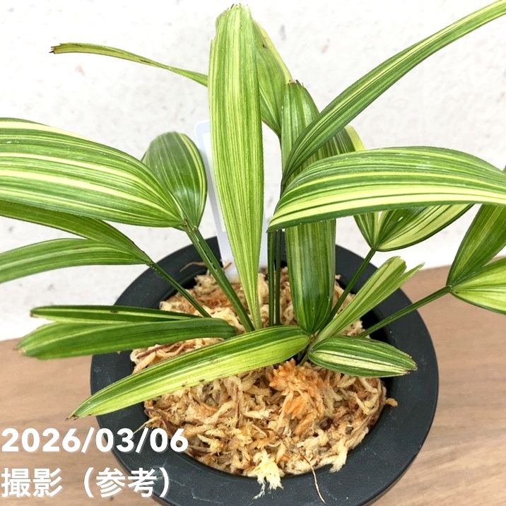数量限定】観音竹 カンノンチク 綾姫 あやひめ プラ鉢｜観葉10-TU