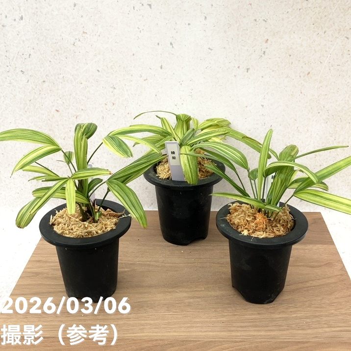 数量限定】観音竹 カンノンチク 綾姫 あやひめ プラ鉢｜観葉10-TU