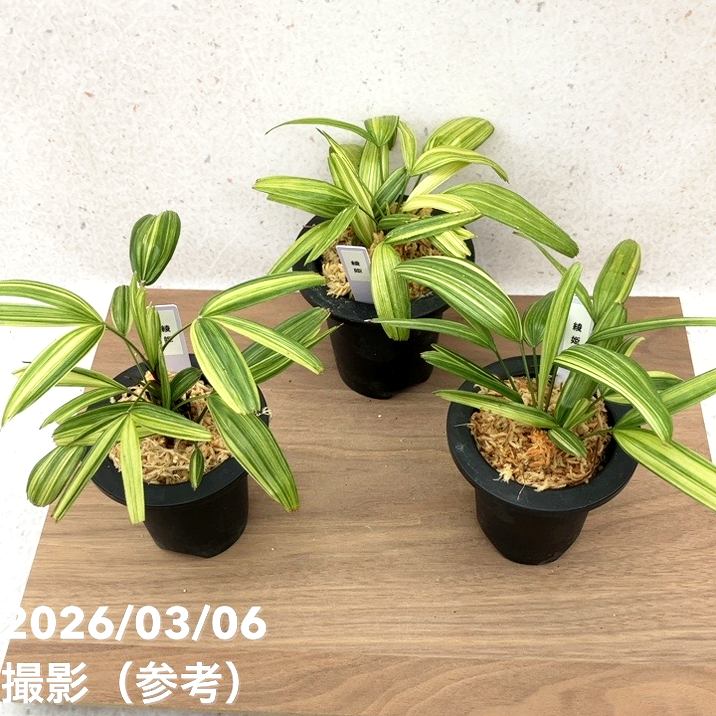 数量限定】観音竹 カンノンチク 綾姫 あやひめ プラ鉢｜観葉10-TU
