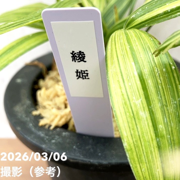 数量限定】観音竹 カンノンチク 綾姫 あやひめ プラ鉢｜観葉10-TU