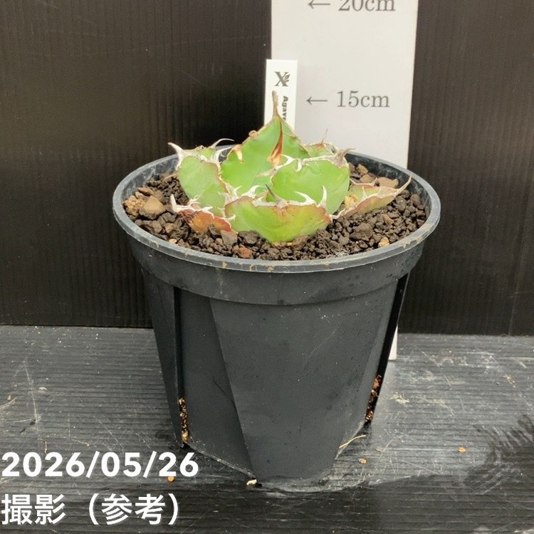 アガベ 5号 チタノタ 白鯨｜観葉10-TU | 観葉・多肉,アガベ | 赤塚