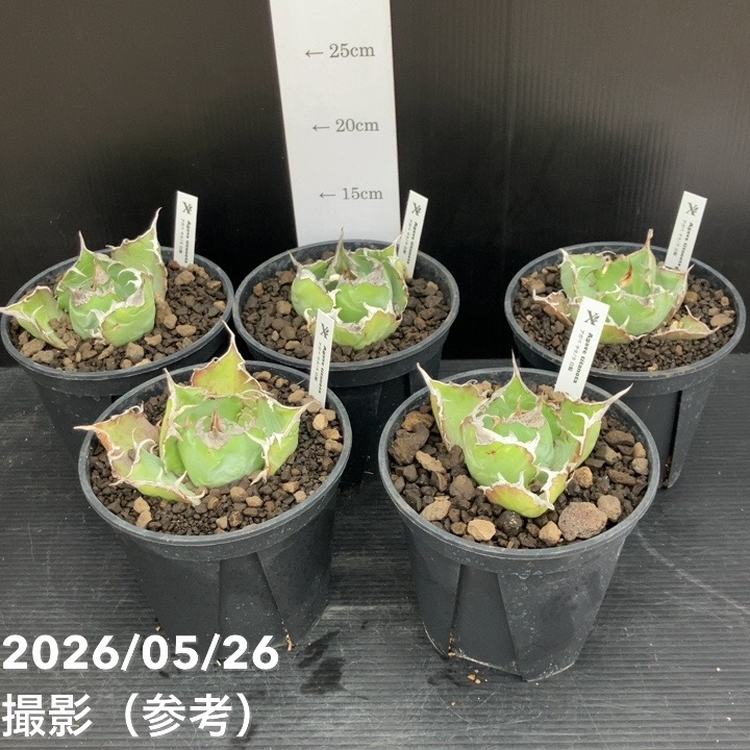アガベ 5号 チタノタ 白鯨｜観葉10-TU | 観葉・多肉,アガベ | 赤塚