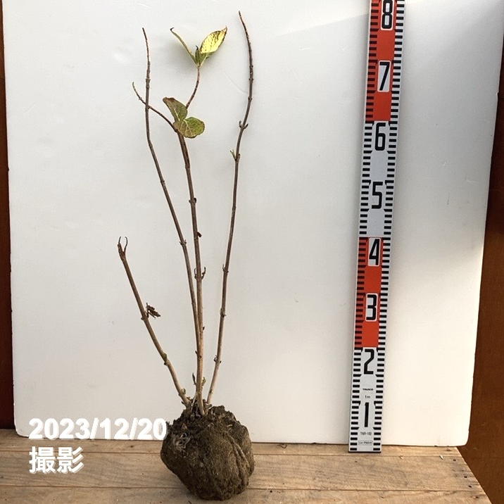 アジサイ 安行四季咲き 根巻き苗｜花木10-TU | 花木・庭木,アジサイ類 