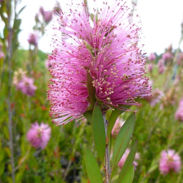 カリステモン パープル 5号 ※お届けに10日程度かかる場合がございます。|花木10-TN