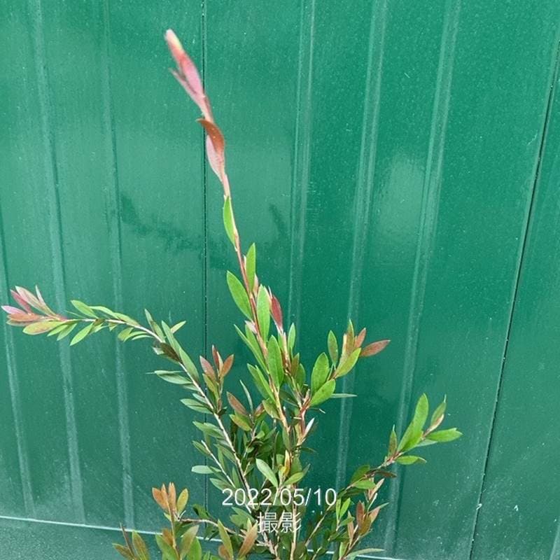 カリステモン パープル 5号 ※お届けに10日程度かかる場合がございます。|花木10-TN