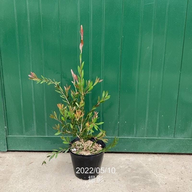 カリステモン パープル 5号 ※お届けに10日程度かかる場合がございます。|花木10-TN