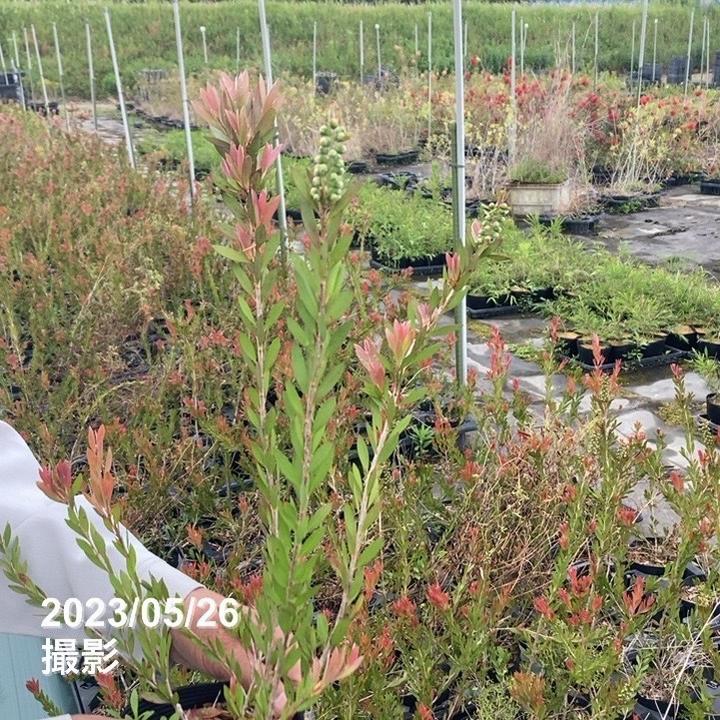 カリステモン パープル 5号 ※お届けに10日程度かかる場合がございます。|花木10-TN