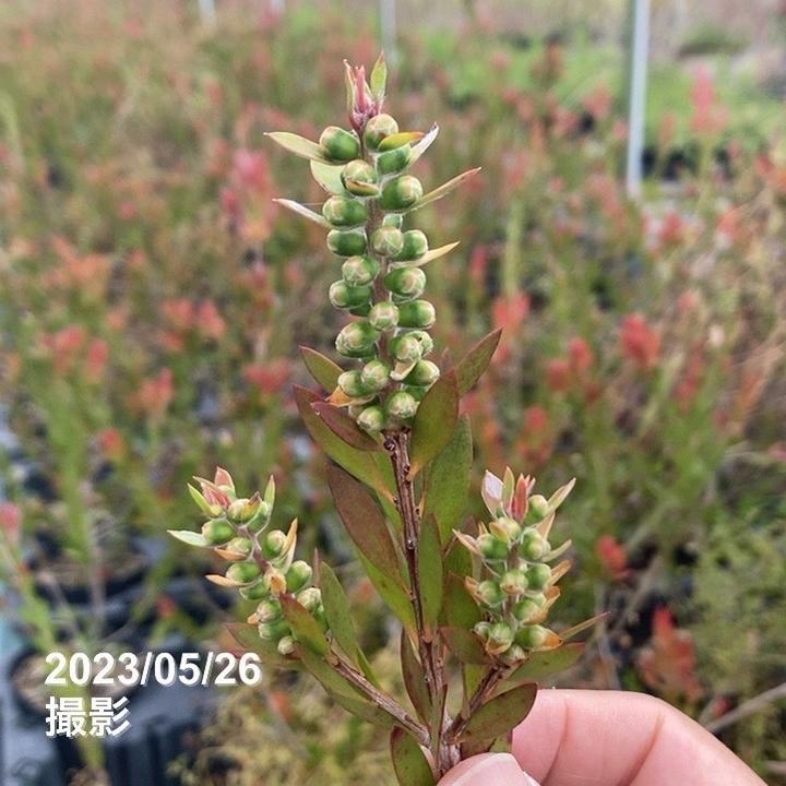 カリステモン パープル 5号 ※お届けに10日程度かかる場合がございます。|花木10-TN