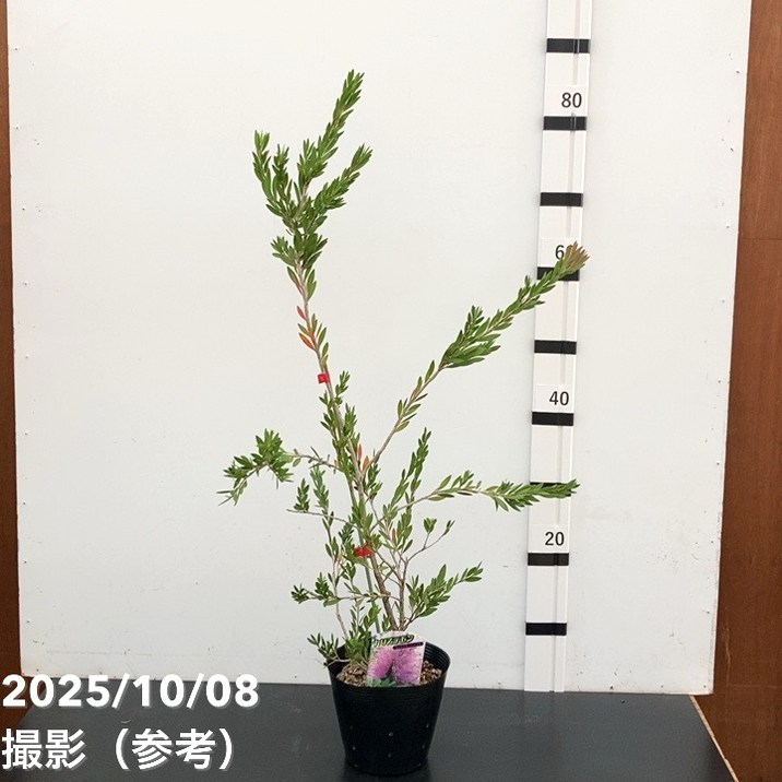 カリステモン パープル 5号 ※お届けに10日程度かかる場合がございます。|花木10-TN