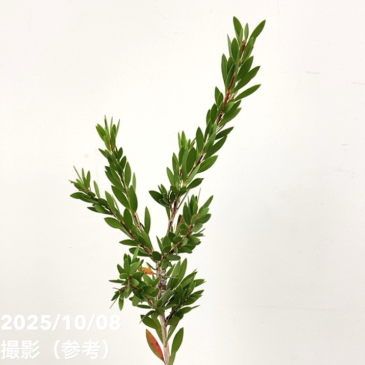 カリステモン パープル 5号 ※お届けに10日程度かかる場合がございます。|花木10-TN