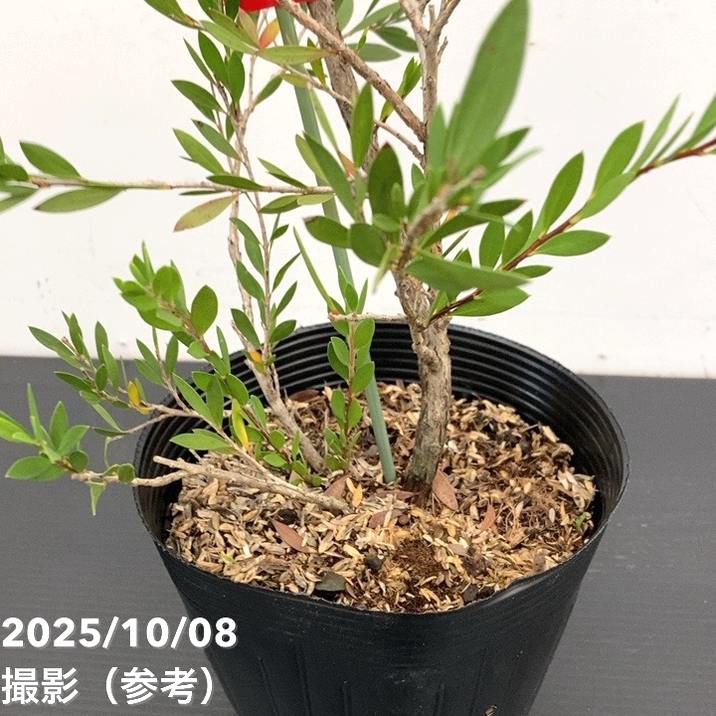 カリステモン パープル 5号 ※お届けに10日程度かかる場合がございます。|花木10-TN