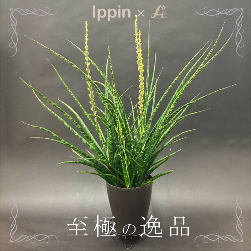 セットでオマケ 斑入り サンスベリア ファーンウッド サンセベリア Stepscollege Edu Pk