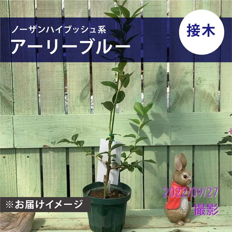 ブルーベリー ノーザンハイブッシュ系 アーリーブルー（接木苗）5号